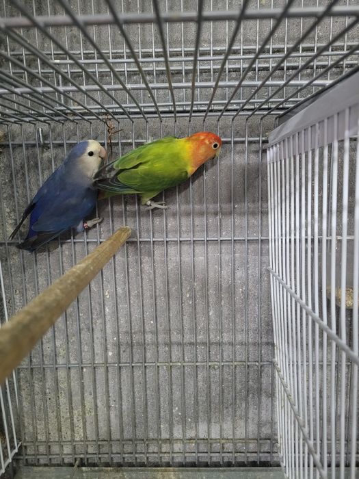 Agapórnis de várias raças disponíveis