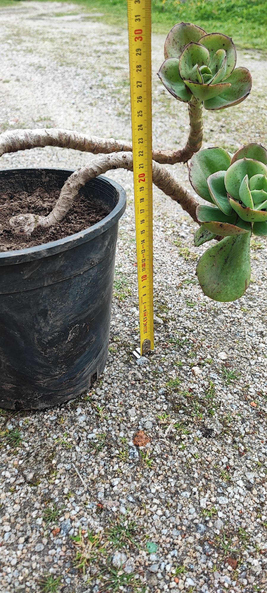 Planta suculenta