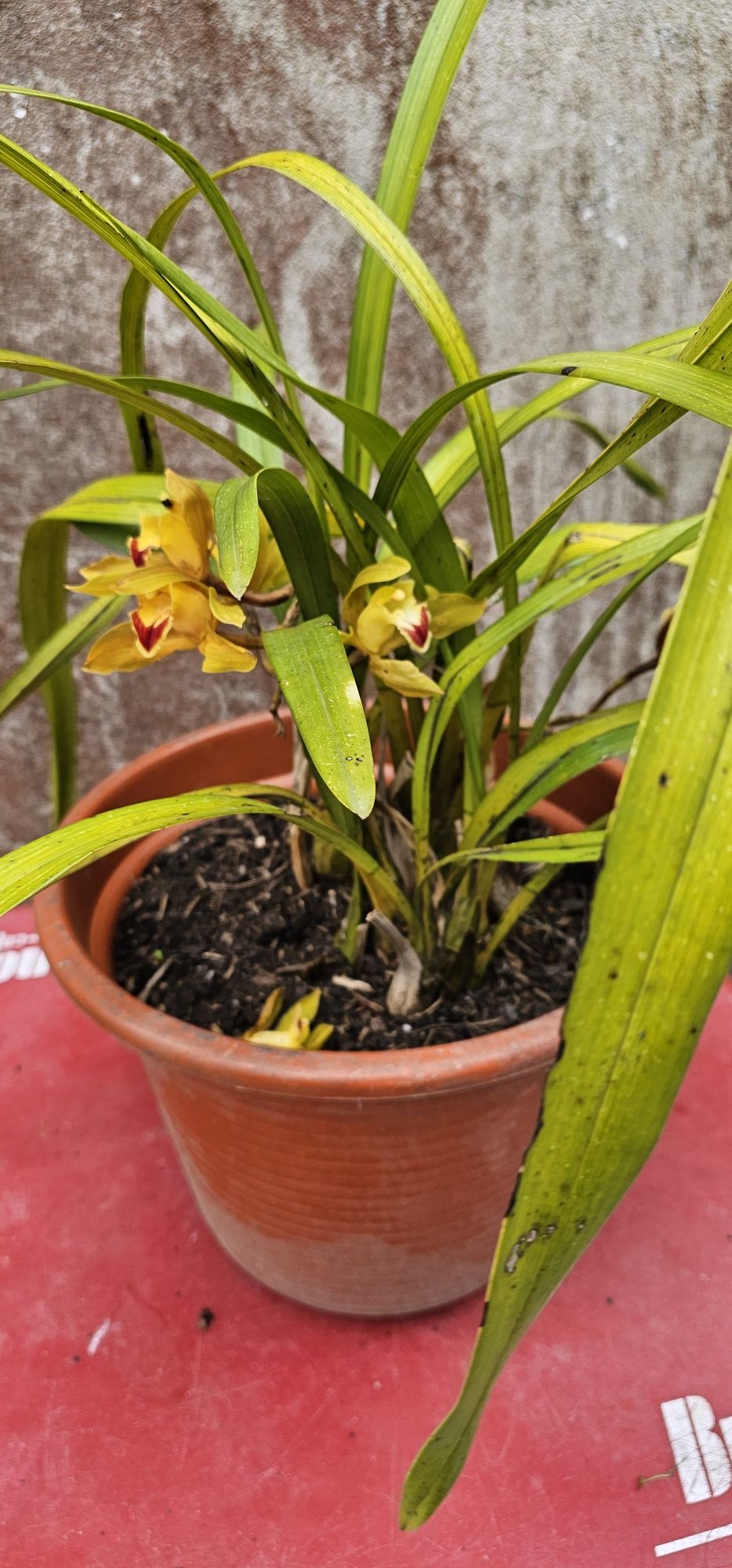 Orquídea exterior de cor verde