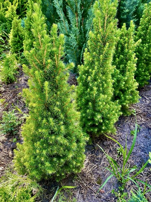 Туя смарагд Колумна Брабант Кипарисовик Лавсона Ялинка Коніка Дейзі