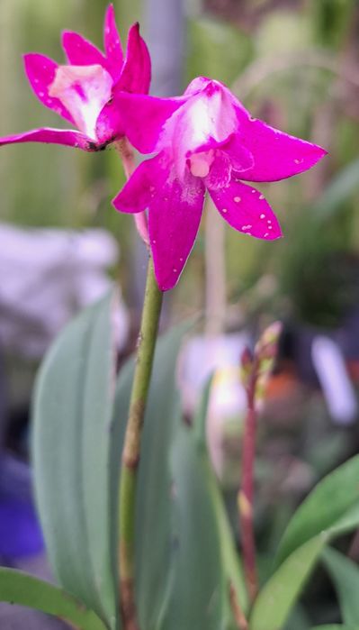 Vendo Dendrobium  kingianum de cor rosa choque.