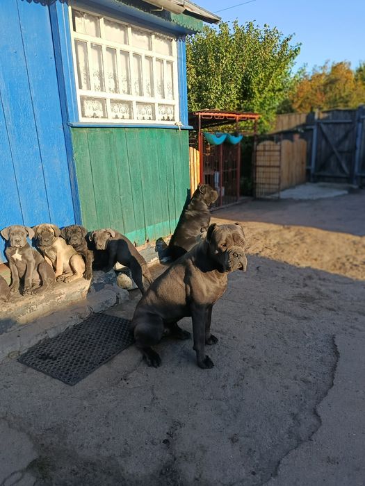 Продам цуценят кане-корсо