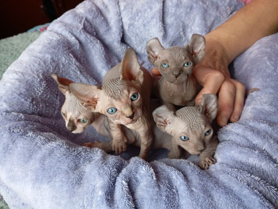 Ельфики Двельфики малиші готові до броні