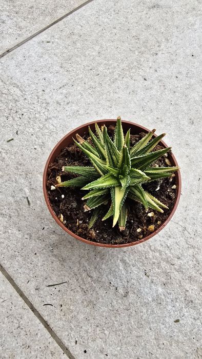 Conjunto de Haworthias Variegatas