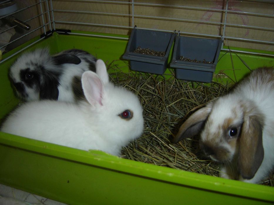 КРОЛИКИ  Декоративные. - Мини. Малыши. Красивые. Ручные.  и КЛЕТКИ.