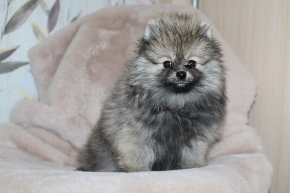 Розкішні міні шпіцулі