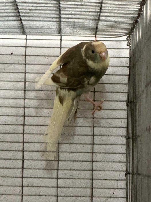 KAKARIKIS DE QUALIDADE SUPER