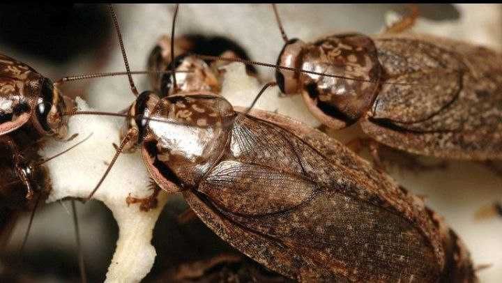 Кормовые насекомые Мраморный таракан Туркменский таракан