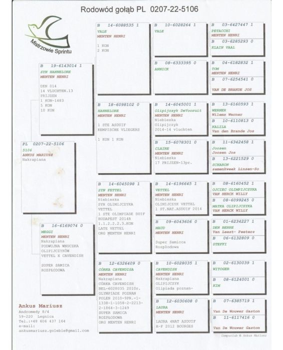 Gołąb M.Ankus x A.Zambrzycki Super Pochodzenie. "Top"