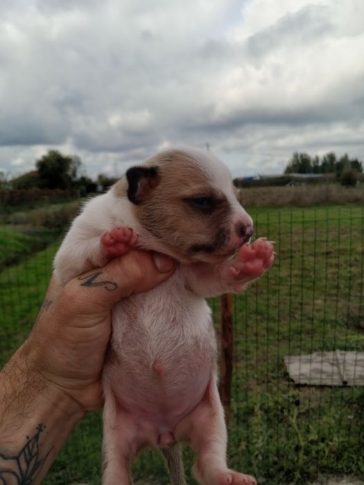 Lindos American Staffordshire Terrier