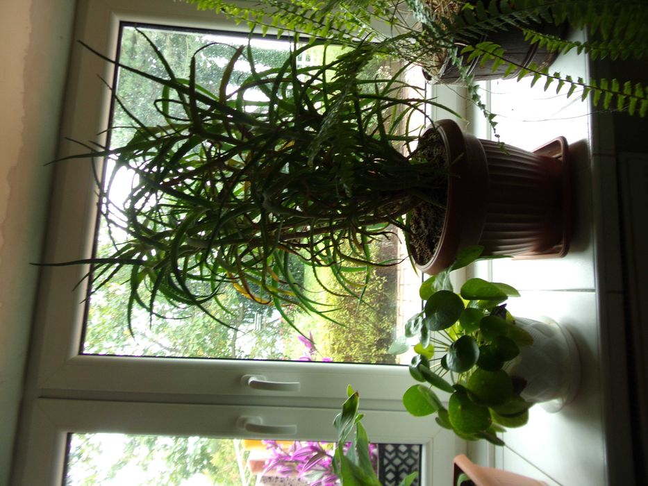 Kwiatki kwiaty doniczkowe domowe Aloe Vera Paprotka aloes