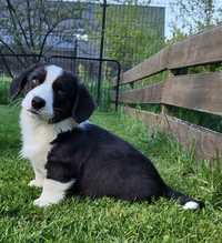 Welsh Corgi Cardigan FCI