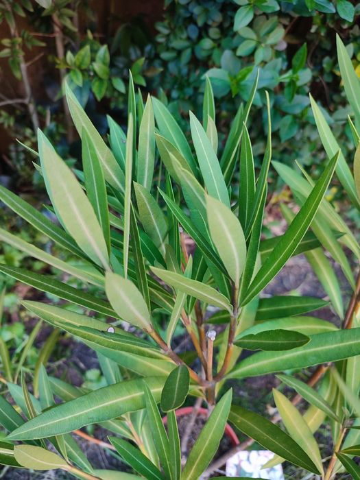 Planta Nerium Oleander cor Rosa