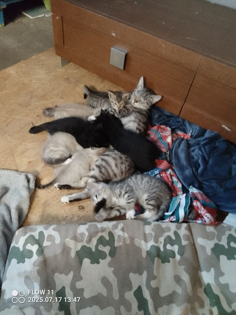 6 małych kotów do oddania za 2 tygodnie