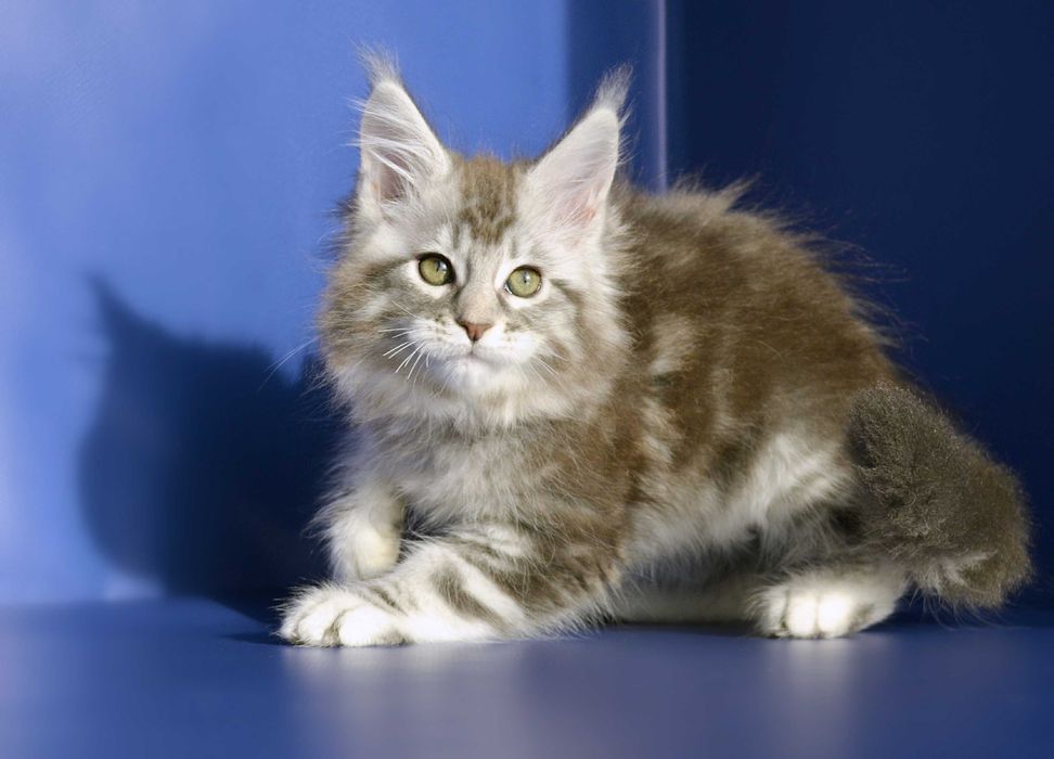 Мейн кун . Девочка 2 мес.