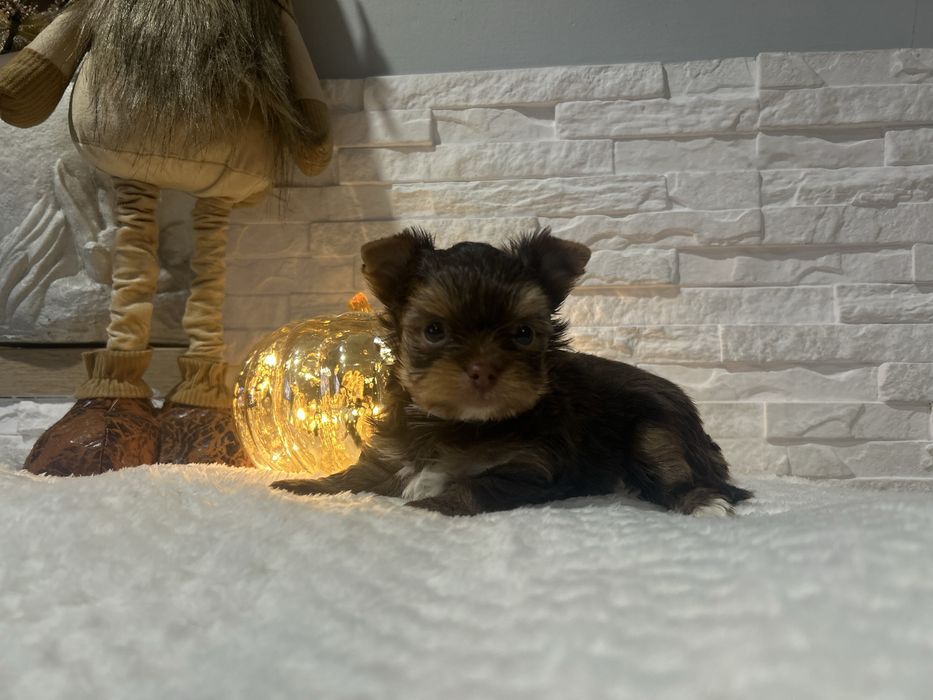 Yorkshire terrier pies