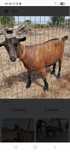 Cabras anas a partir de 6 meses