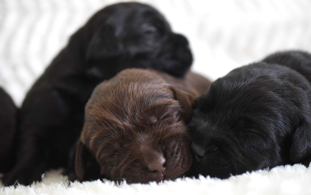 Cudowny szczeniak Labrador Retriever FCI