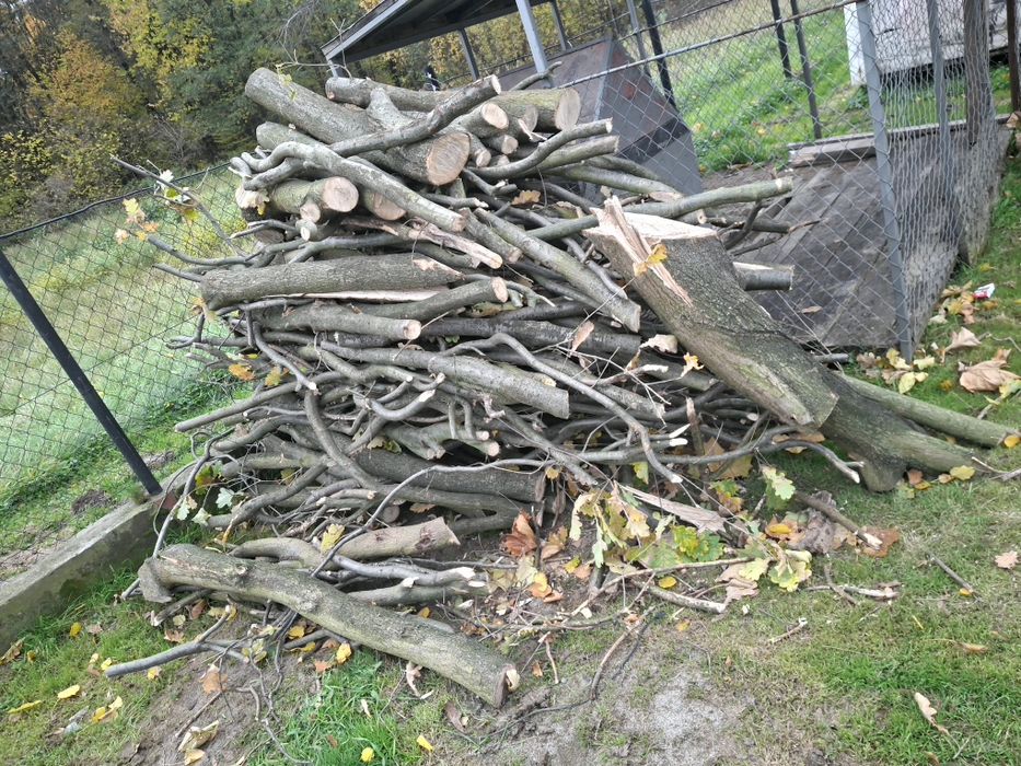 Stos debowego drzewa opalowego