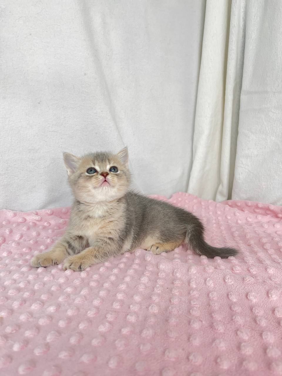 Котята  британцы  в голубом окрасе