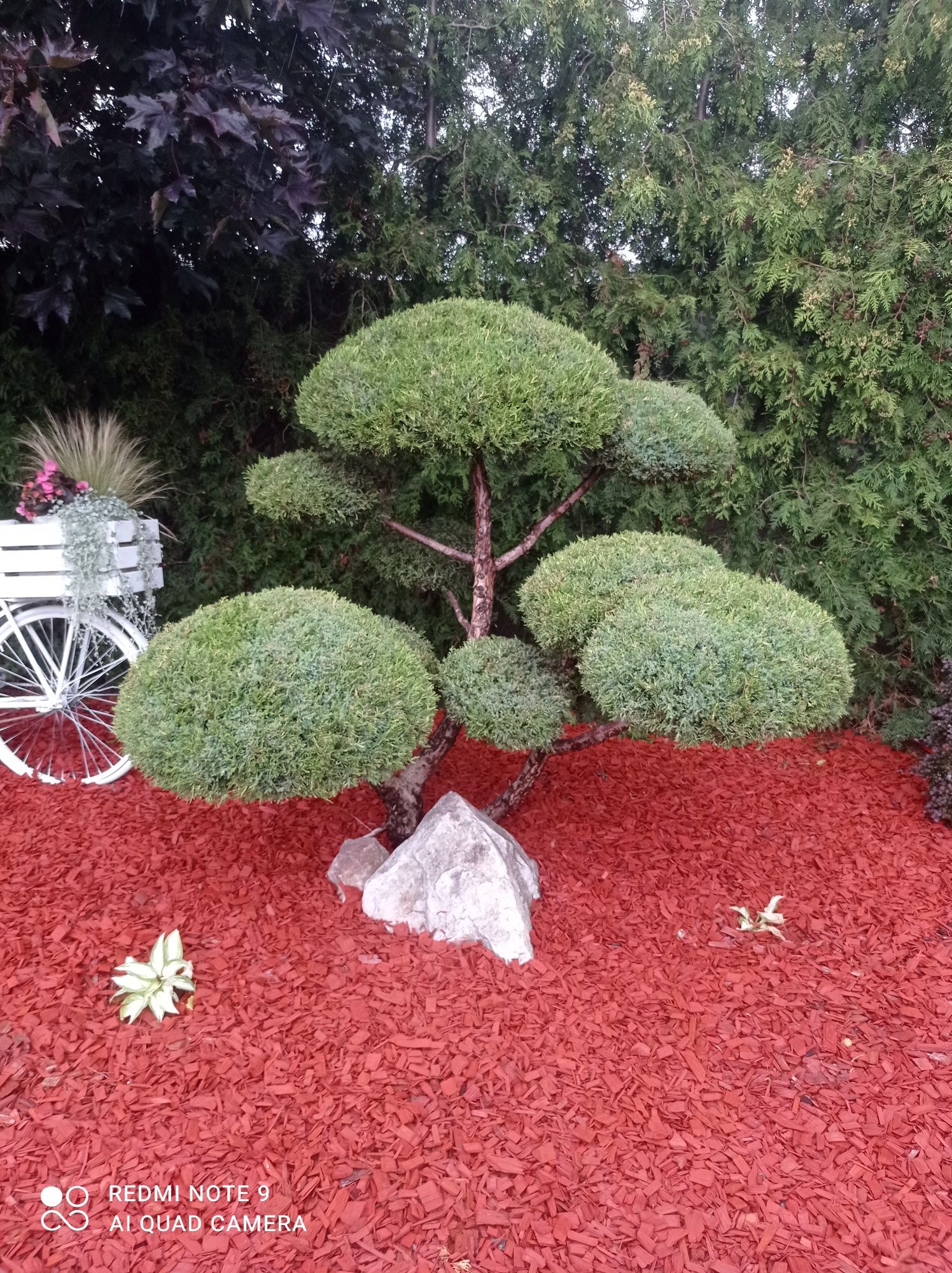 Drzewka formowane bonsai
