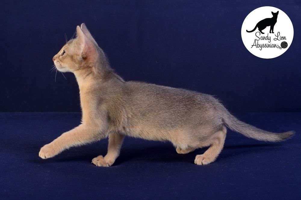 Абиссинский котенок мальчик голубого окраса готов к переезду