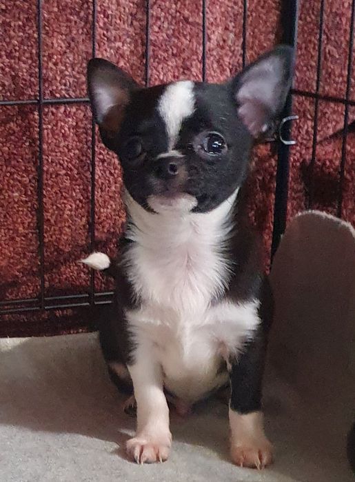 Расписной мальчишка чихуахуа