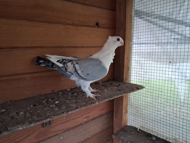 Mewki orientalne - satynety