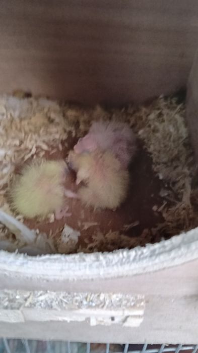 Canários,mandarins,bengalins, codornizes gigantes