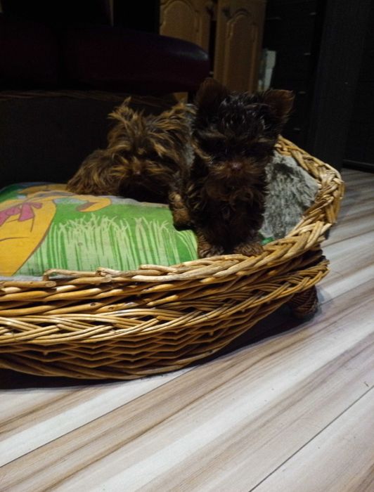 Czekoladowy Yorkshre Terrier chłopiec