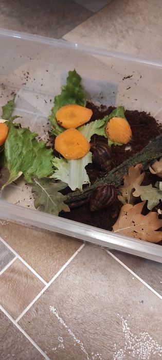 Супер  улитки Ахатины Имакуляты