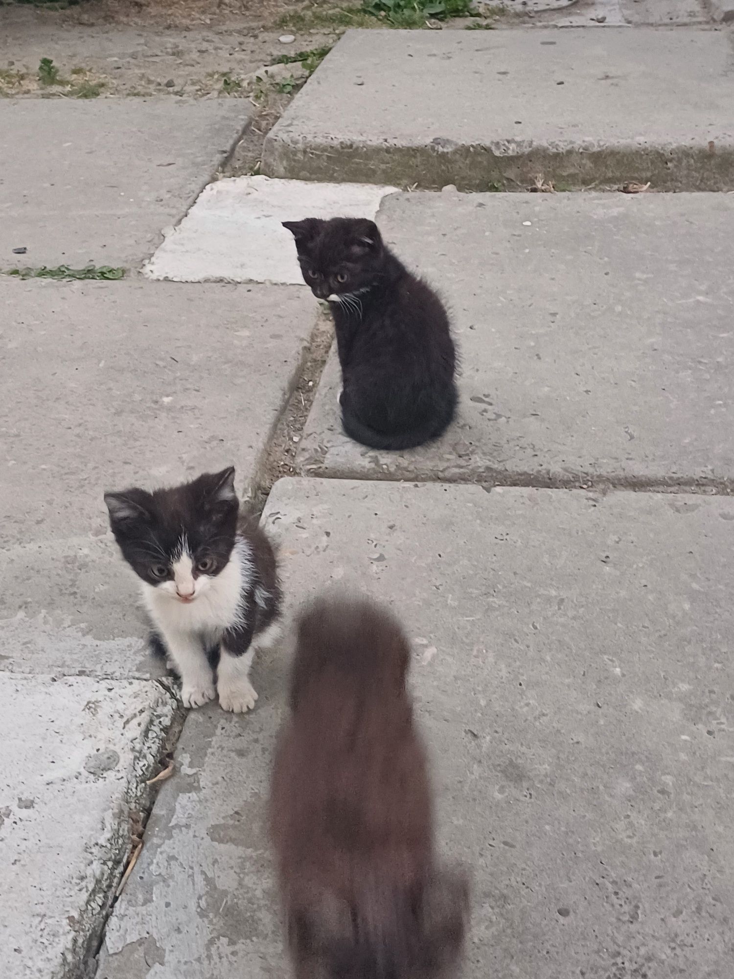 Кошенята у добрі руки