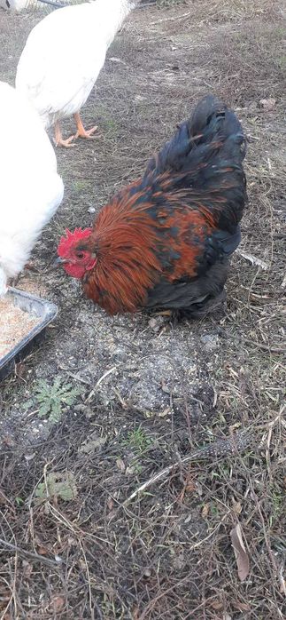 Кохинхины карликовые петухи