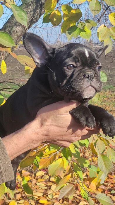 Цуценята французького бульдога