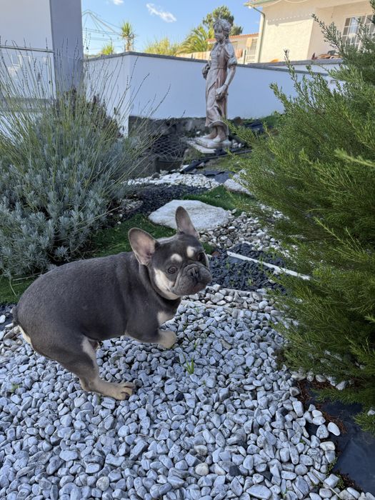 Buldogue frances  blu tan