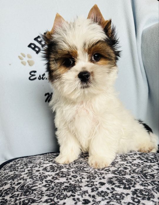 Śliczny chłopczyk york biewer