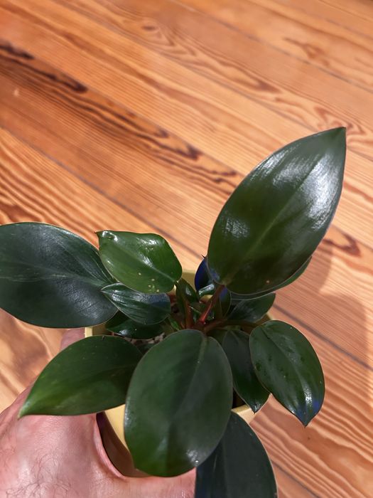 Philodendron Orange Birkin