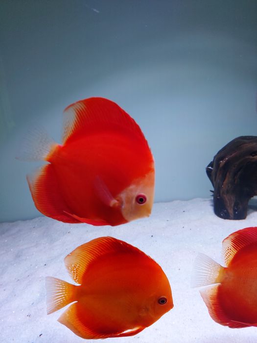 Продаж дискусів.Власного розведення,на міні розводні ДИСКУС-ІФ.