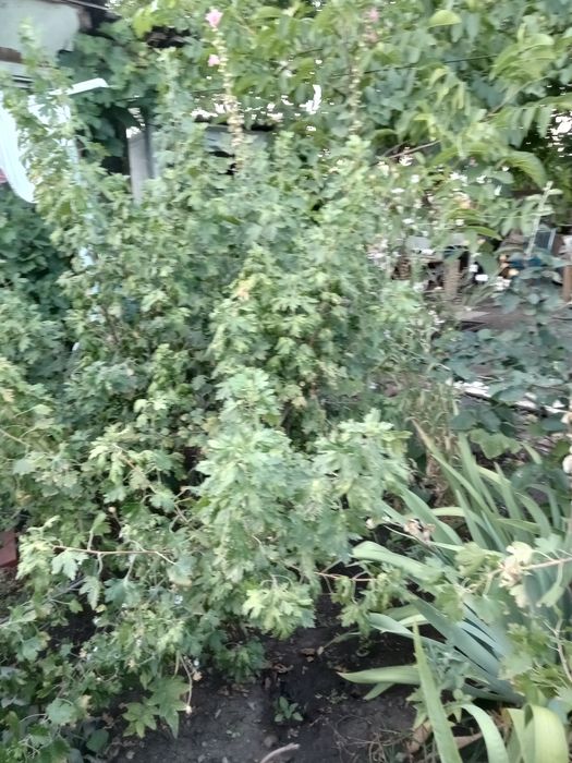 продам  смородину.  , орех.  Вишня . морозник белый .