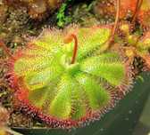 Sementes de Planta Carnivora Drosera