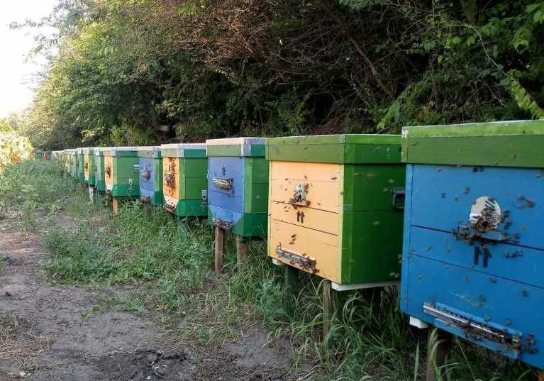 Пчелосемьи 10 рамок дадан Украинская степная Самовывоз