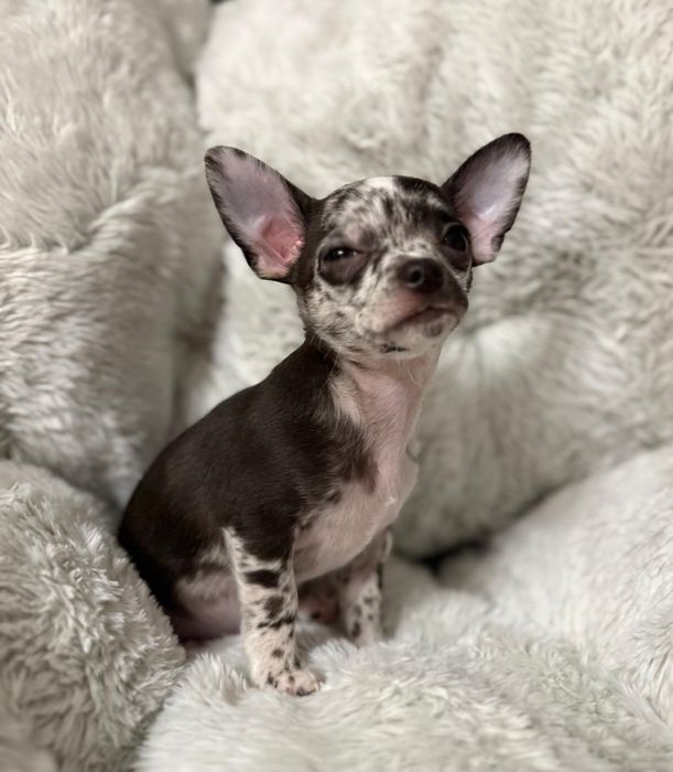 Piesek Chihuahua krótkowłosy Black Merle.