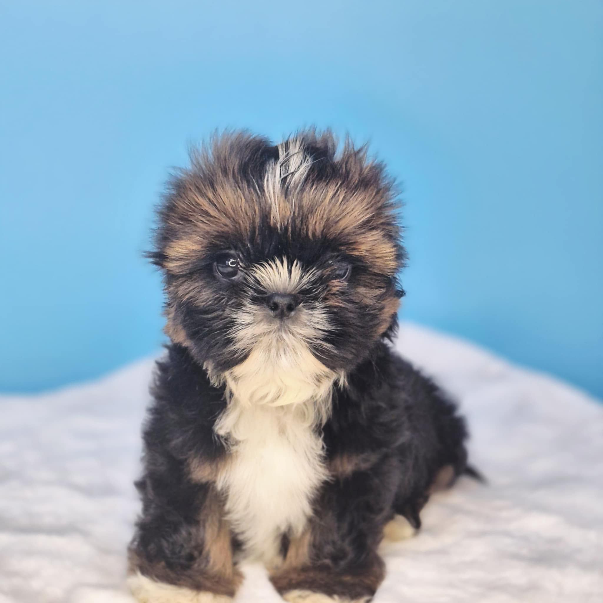 Shih Tzu samiec gotowy do odbioru