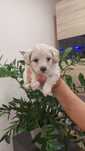 Pequeno maltipoo