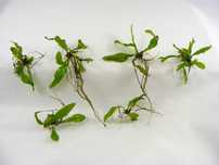 Microsorum pteropus 'Windelov' ( Planta aquario )