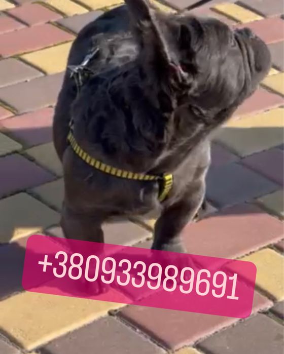 4 мес пушистый французик голубой Флаффи