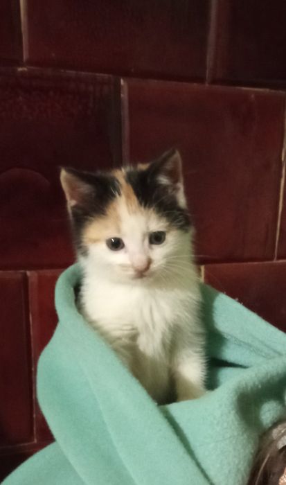 Киця в добрі руки