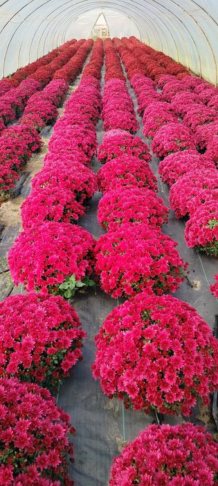 Sprzedam chryzantemy drobnokwiatowe