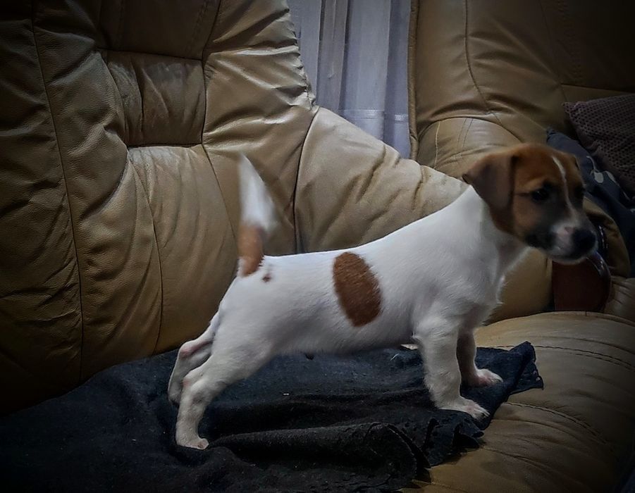 Jack Rusell Terrier szczeniak suczka