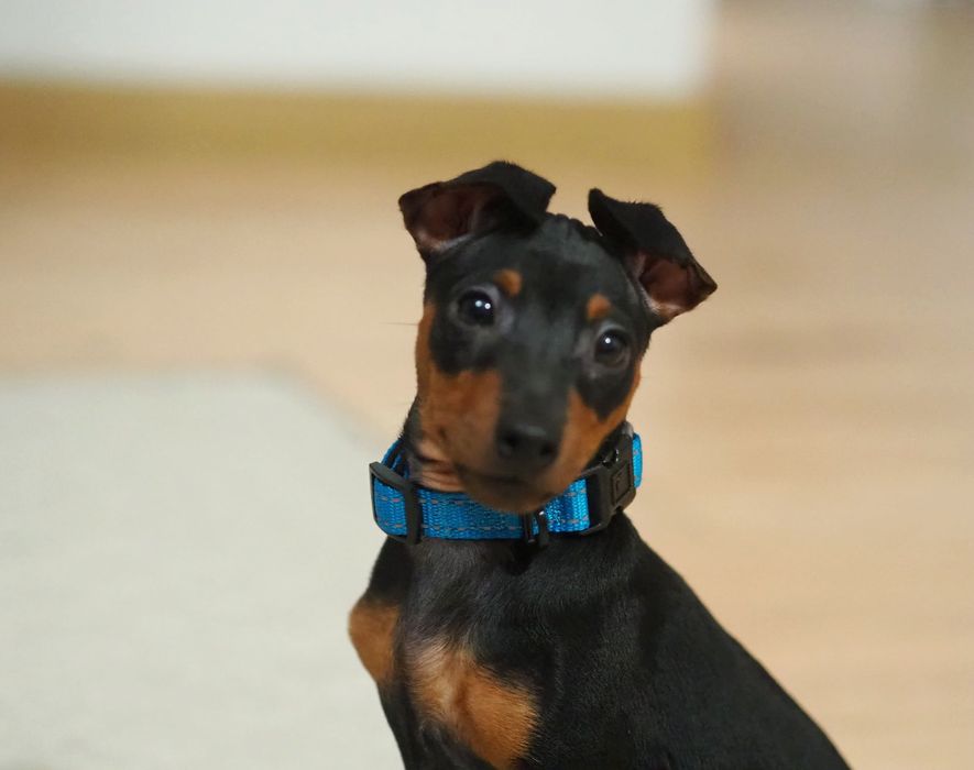 Pinczer miniaturowy ZKwP - zdrowy, gotowy do odbioru, wyprawka